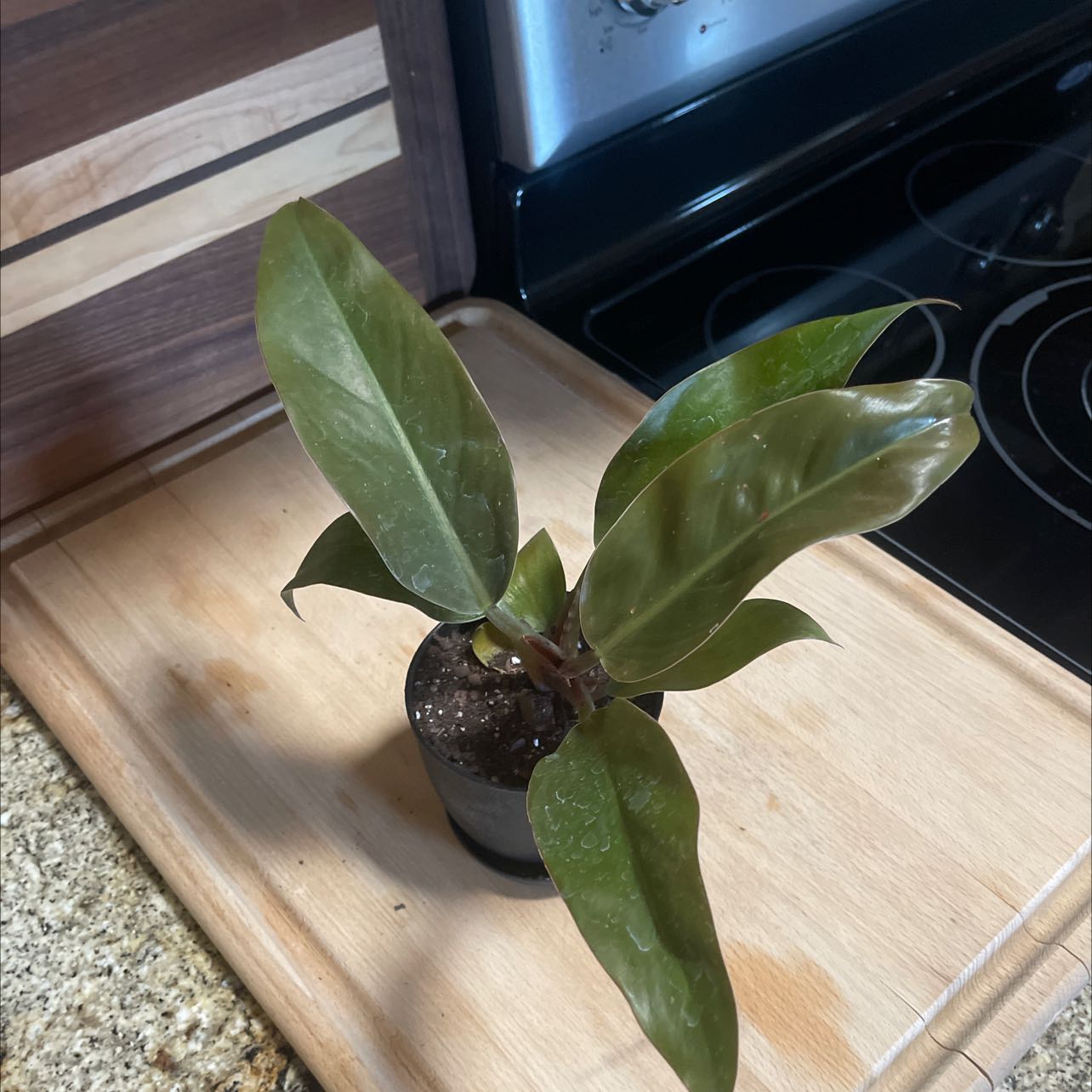 Philodendron 'Imperial Red' plant on a wooden surface in a kitchen setting.