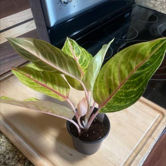 Chinese Evergreen plant in Amarillo, Texas