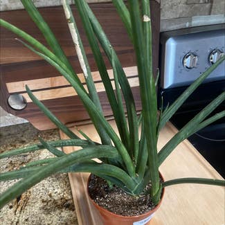 Cylindrical Snake Plant plant in Amarillo, Texas