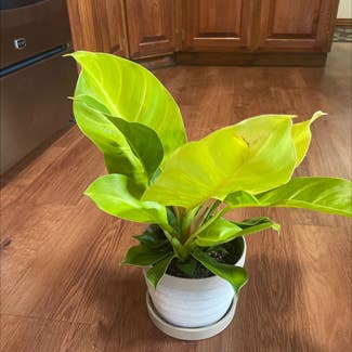Philodendron 'Moonlight' plant in Amarillo, Texas
