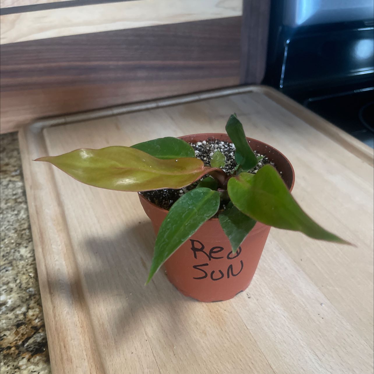 Philodendron Red Sun plant in a labeled pot with some yellowing leaves.