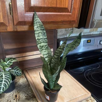 Snake Plant 'Black Coral' plant in Amarillo, Texas