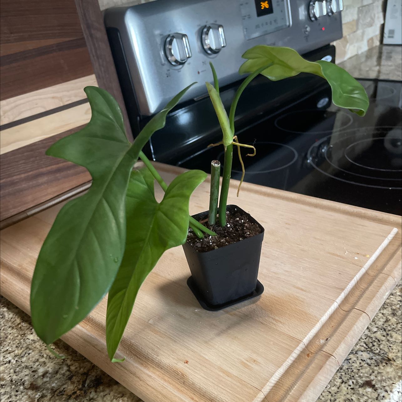 Horsehead Philodendron plant in a small pot on a kitchen counter.