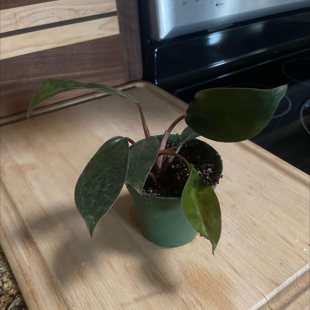 Philodendron 'Black Cardinal' plant in a small green pot on a wooden surface.