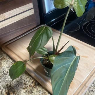 Philodendron 'Summer Glory' plant in Amarillo, Texas