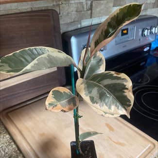 Variegated Rubber Tree plant in Amarillo, Texas