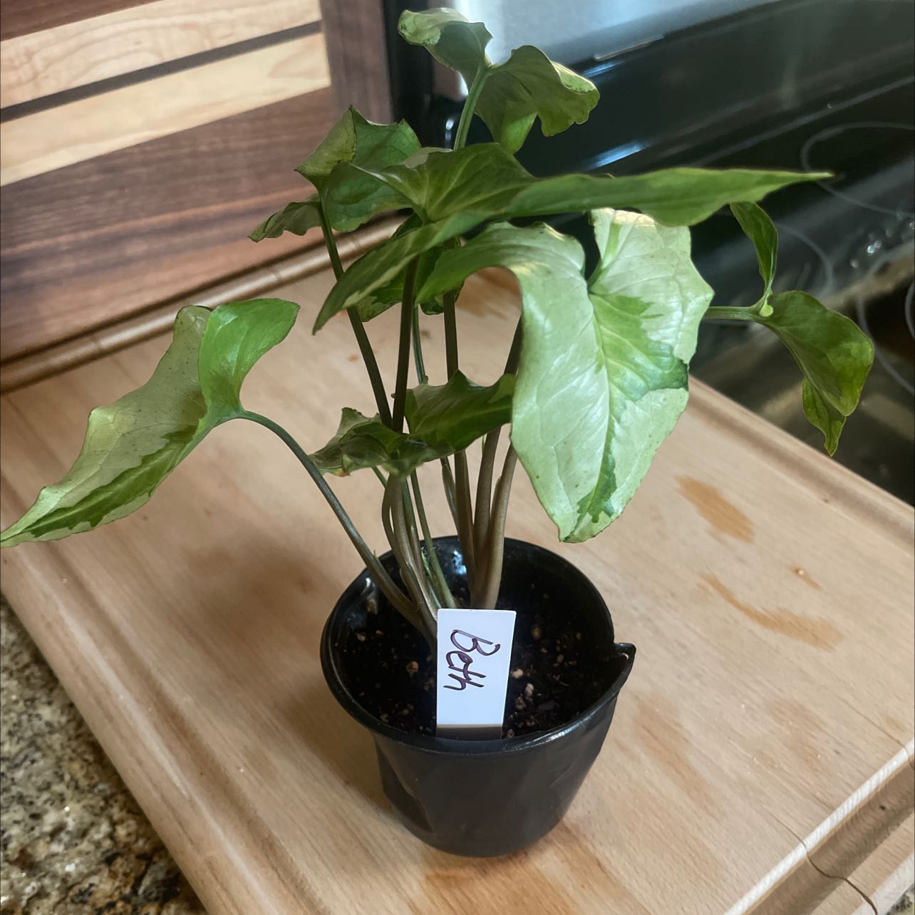 Three Kings Syngonium plant in a pot with some yellowing and browning leaves.