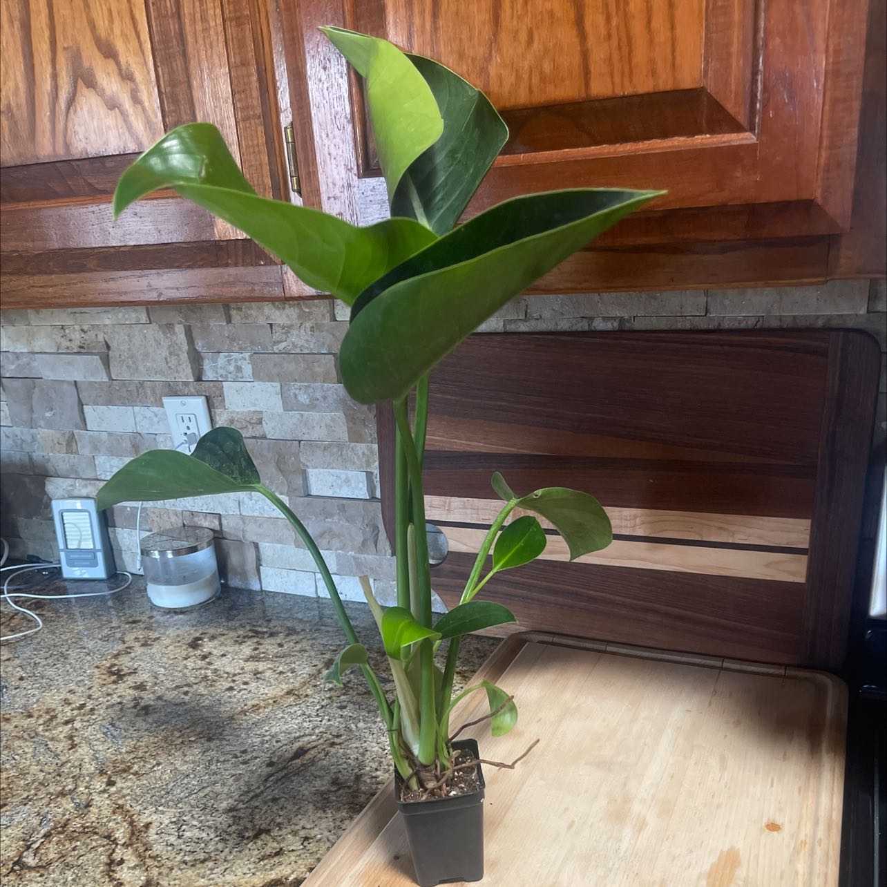 Philodendron 'Imperial Green' plant on a kitchen counter, healthy with vibrant green leaves.
