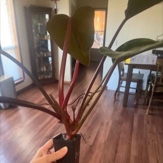 Philodendron 'Red Congo' plant in Amarillo, Texas