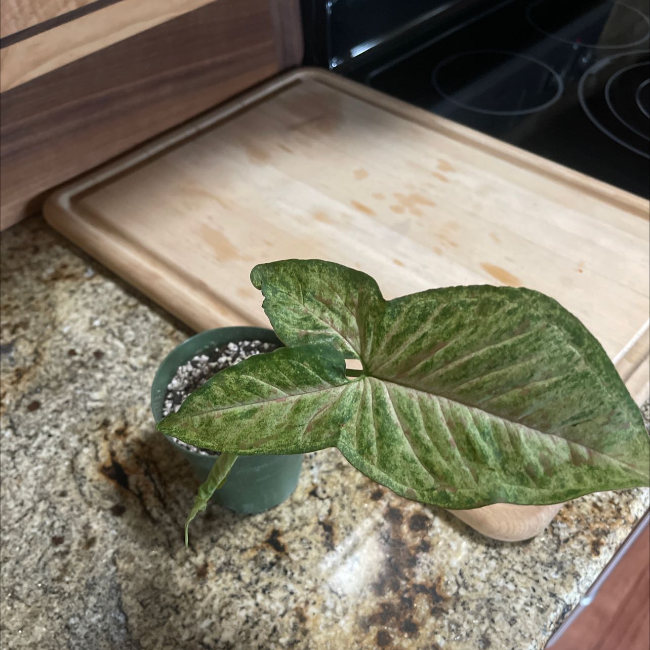 Potted Confetti Syngonium plant on a kitchen counter with healthy green leaves.