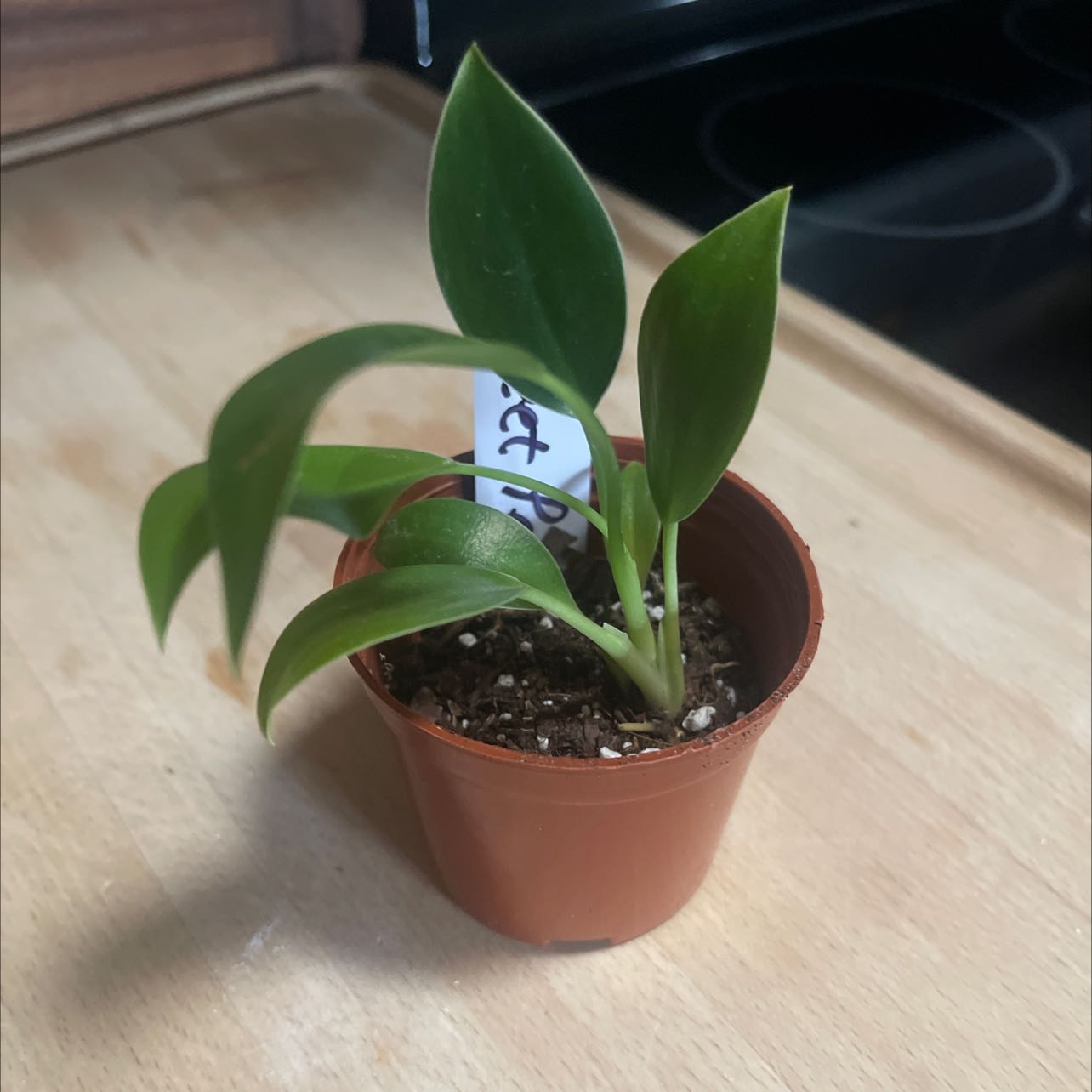 Philodendron 'Imperial Green' plant in a brown pot with healthy green leaves.