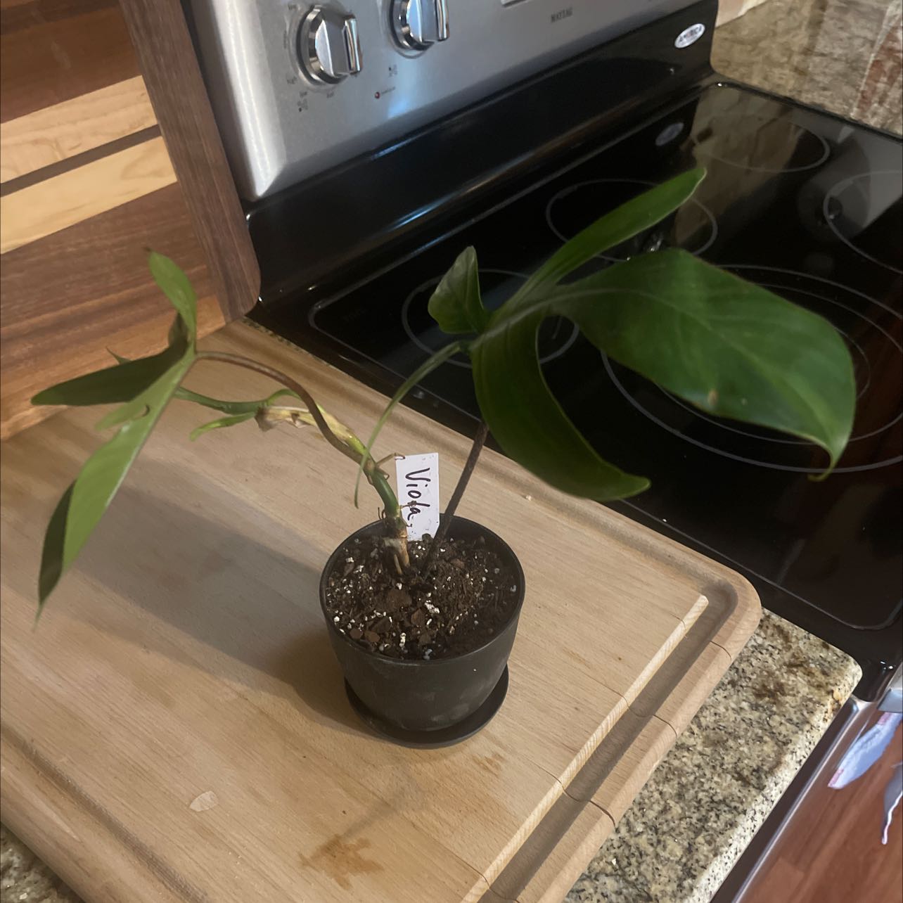 Horsehead Philodendron in a small pot on a wooden surface, healthy green leaves, visible soil.