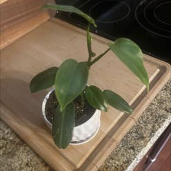 Philodendron 'Florida' plant