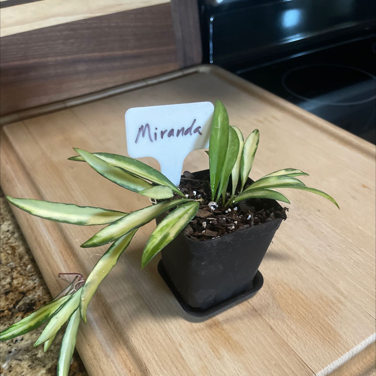 Variegated Hoya wayetii plant in a black pot with a label 'Miranda'.