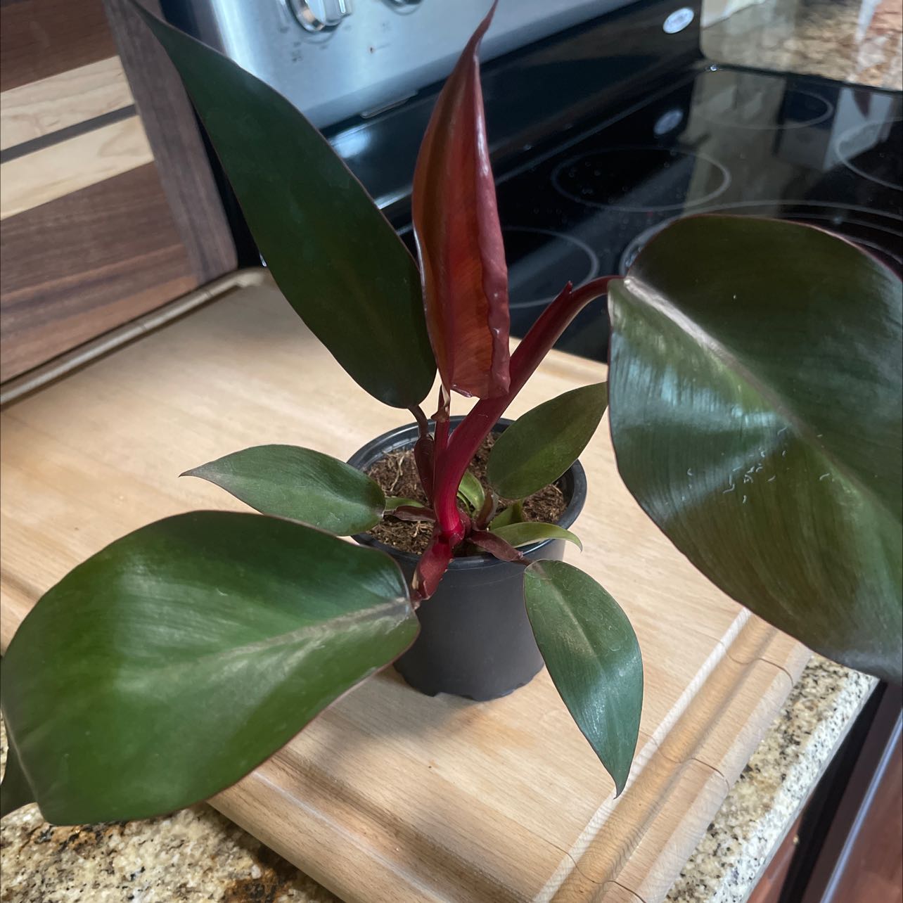 Philodendron Dark Lord plant in a small pot on a kitchen counter with healthy dark green leaves.