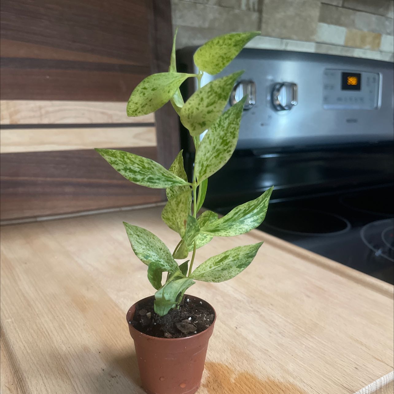 Variegated Lipstick Vine plant in a small pot on a kitchen counter.