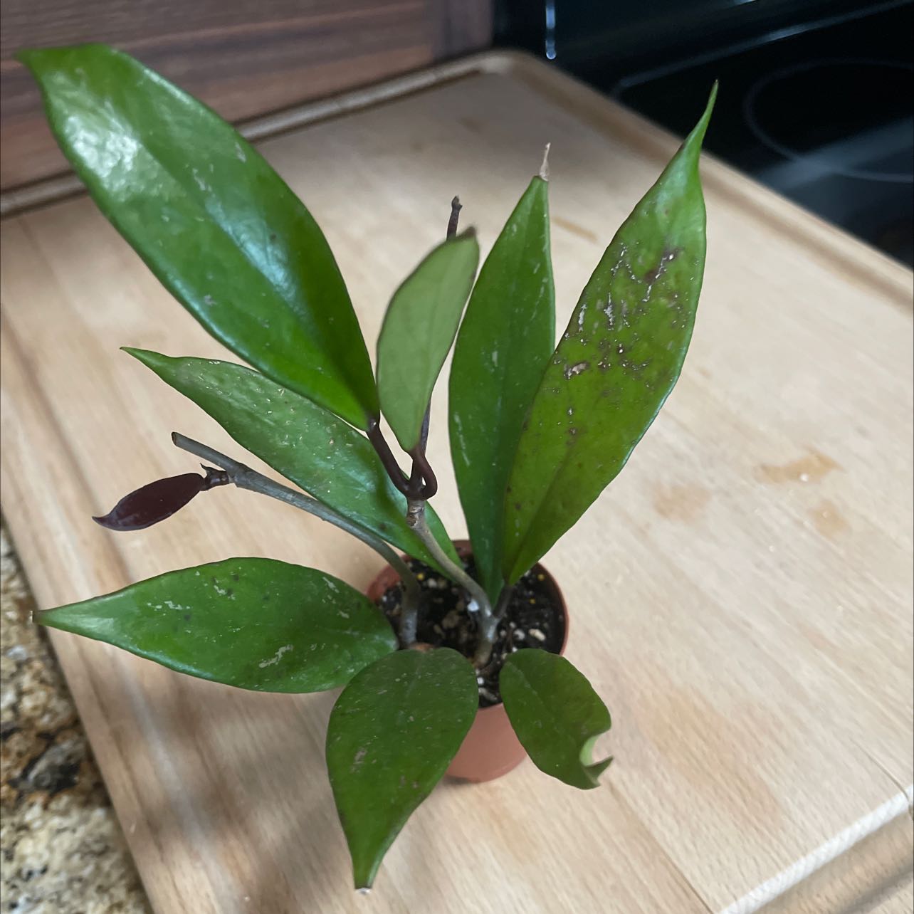 🌞 Does My Hoya pubicalyx 'Splash' Need Direct Sunlight?