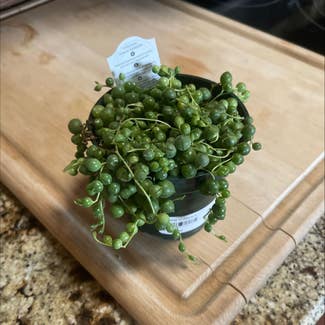 String of Pearls plant in Amarillo, Texas
