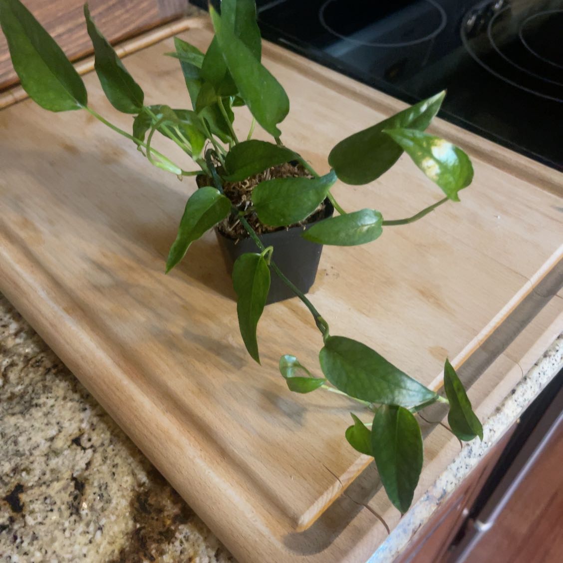 A healthy Skeleton Key Pothos plant in a small pot on a wooden surface.