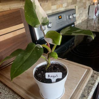 Philodendron 'White Princess' plant in Amarillo, Texas