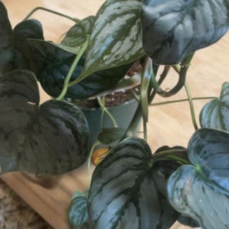 Silver Leaf Philodendron plant in Amarillo, Texas