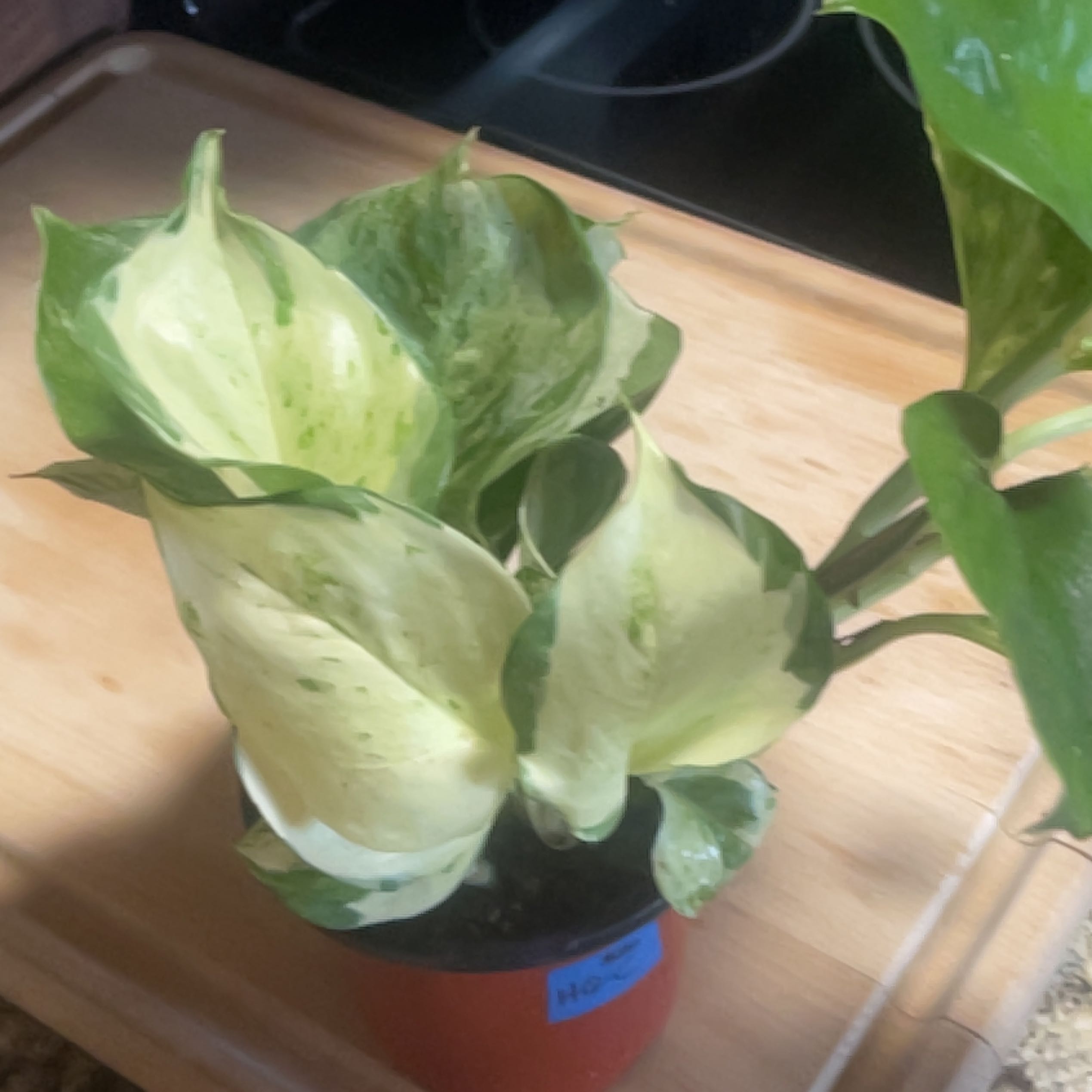 Photo of the plant species Harlequin Pothos by @SpotonCooperi named Harley Quinn on Greg, the plant care app