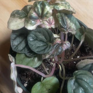 Peperomia Pink Lady plant in Amarillo, Texas