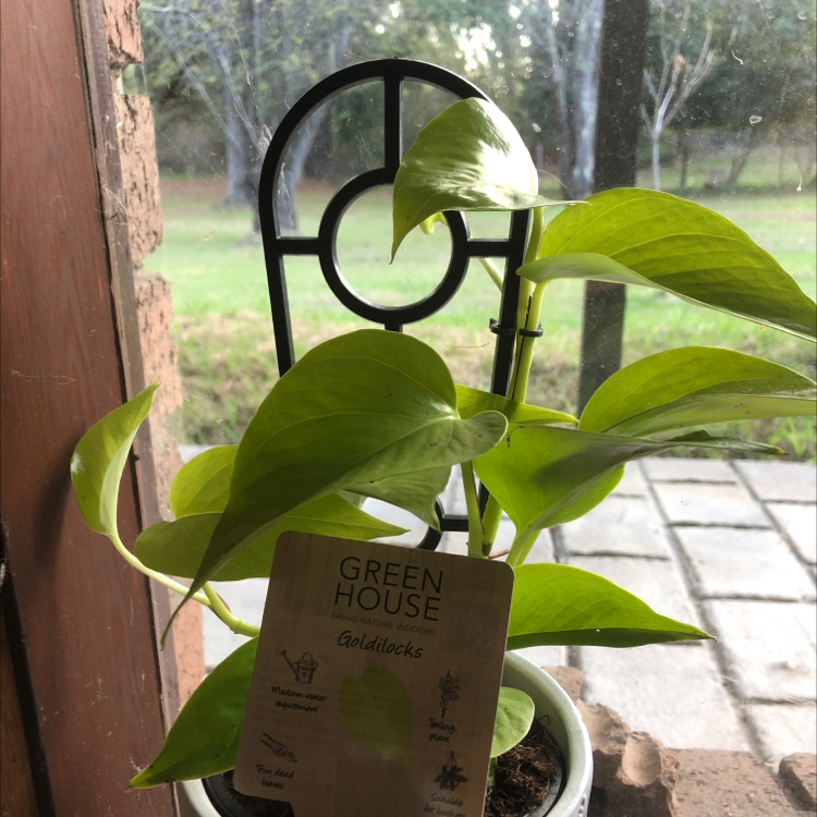 Photo of the plant species Epipremnum aureum 'Goldilocks' by @Nichola named Keanu Leaves on Greg, the plant care app
