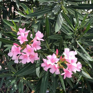 Oleander plant in Lufkin, Texas