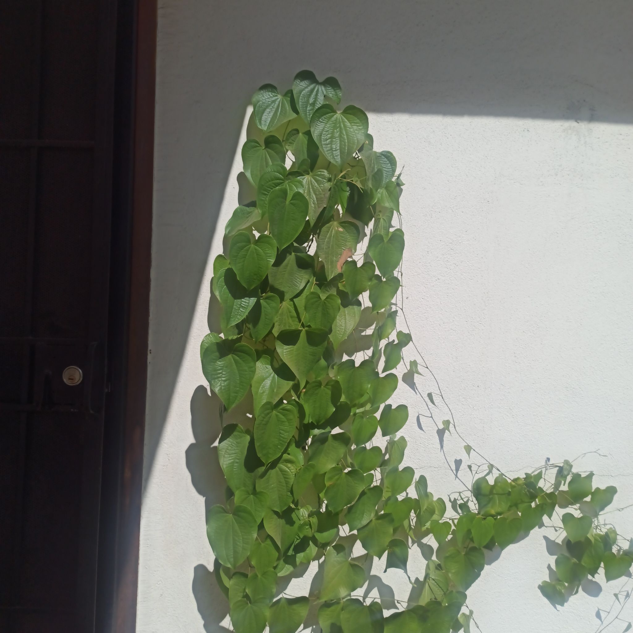 Climbing Hottentot Bread plant with heart-shaped leaves growing against a wall.