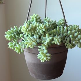 Photo of the plant species Donkey Tail by @Greengirlie named Zion on Greg, the plant care app