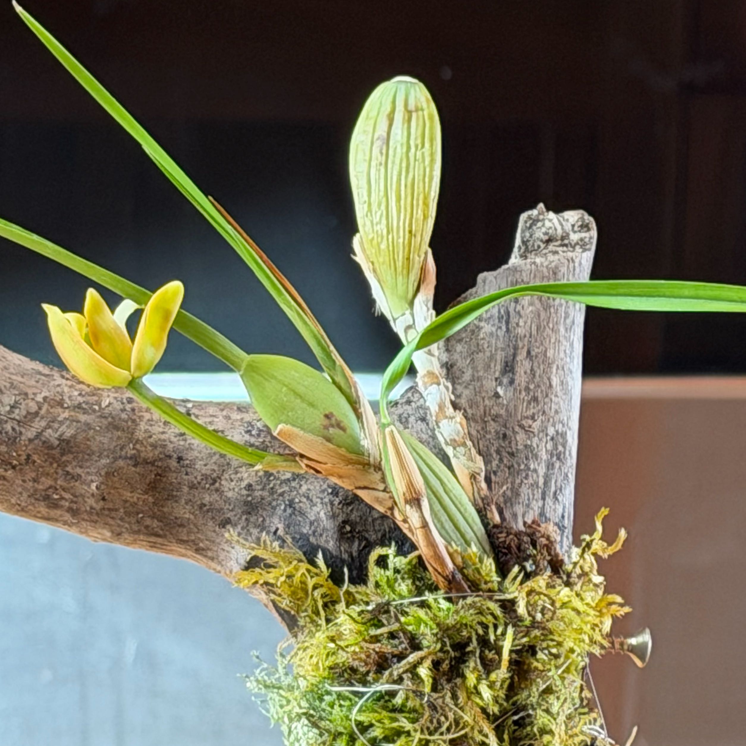 Photo of the plant species Orchid by @RobustImpatiens named Strawberry on Greg, the plant care app