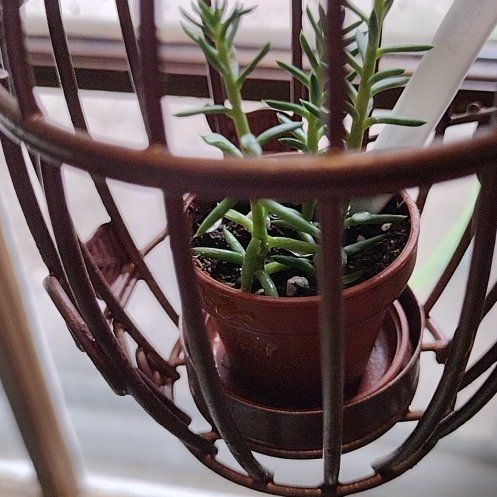 Photo of the plant species Sedum sediforme 'Turquoise Tails' by @VigorousPetunia named Hemingway on Greg, the plant care app