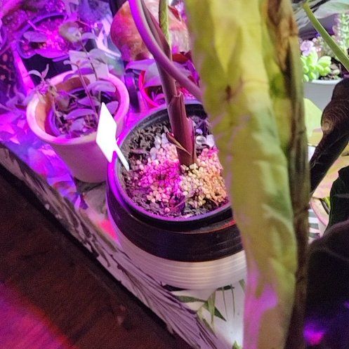 Photo of the plant species Colocasia Royal Hawaiian® 'Waikiki' by @VigorousPetunia named Beyonce on Greg, the plant care app