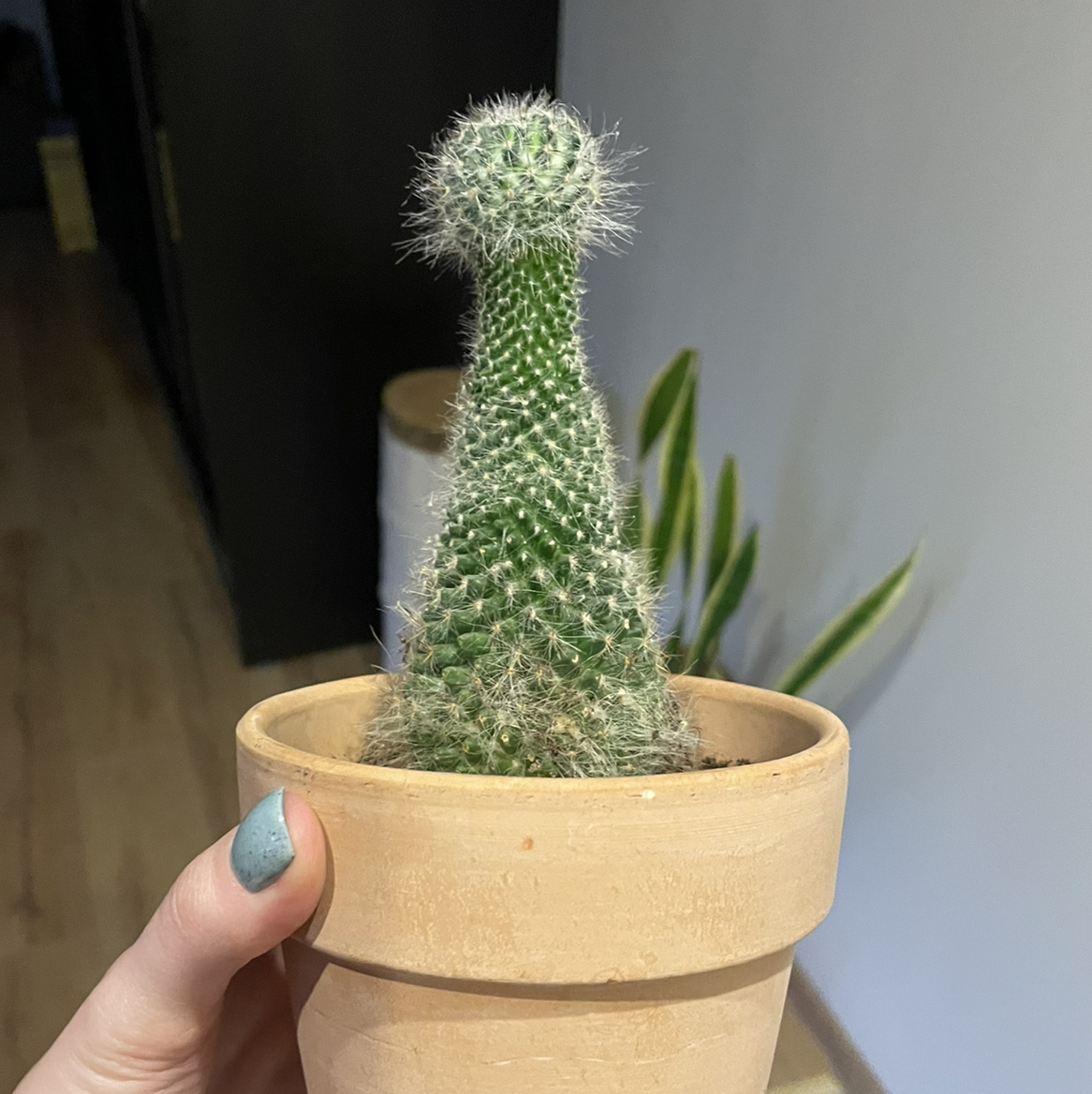 A healthy Mammillaria Polythele cactus in a pot, held by a hand, with another plant in the background.
