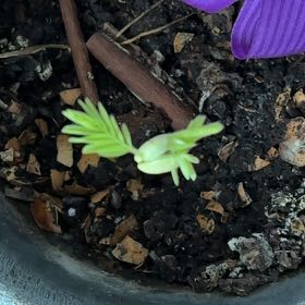 Photo of the plant species Redwood by @PresidentAnahaw named Morgan Treeman on Greg, the plant care app