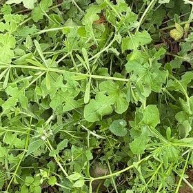 Photo of the plant species Flower of an Hour by @PresidentAnahaw named Foxxy on Greg, the plant care app