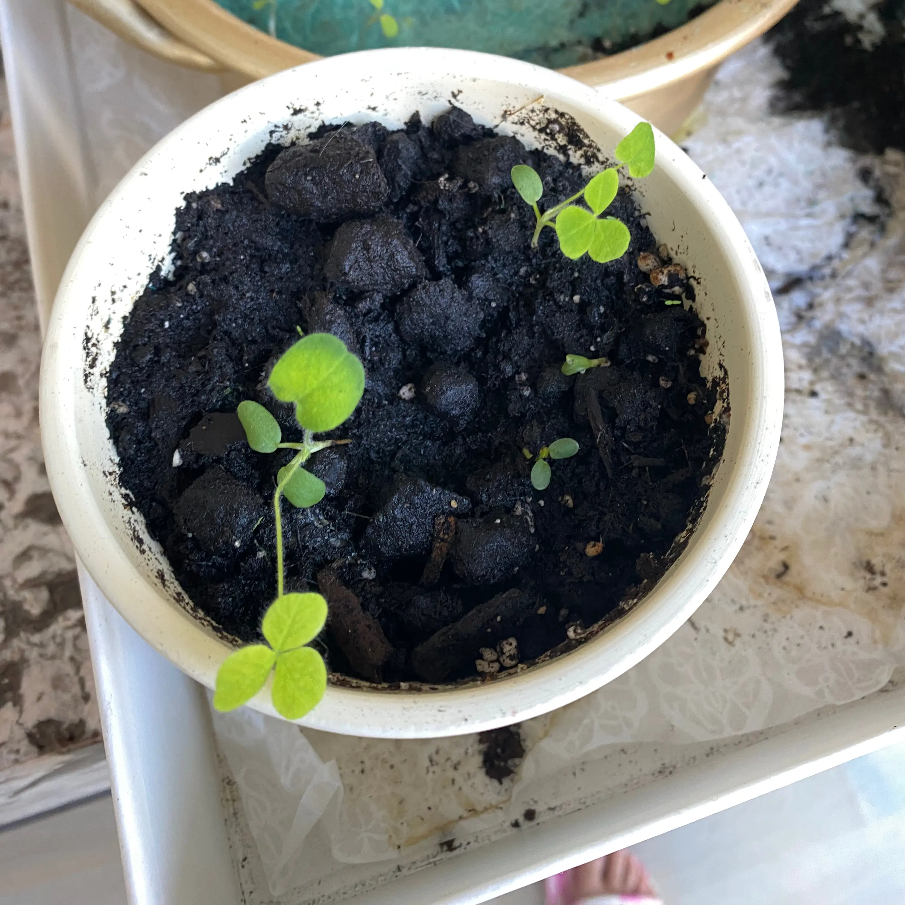 Photo of the plant species Chrysanthemum Coccineum by @FullGutweed named 菊菊 on Greg, the plant care app