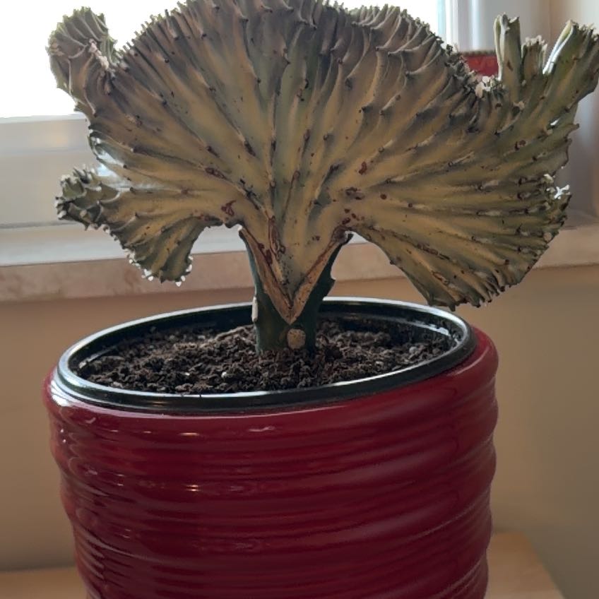 Photo of the plant species Coral Cactus by @FairMendoza named Tolkien on Greg, the plant care app