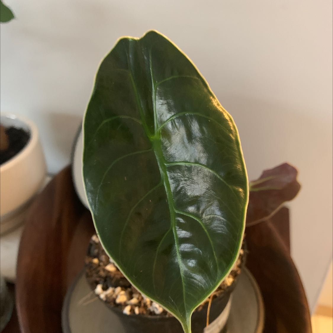A healthy Red Mambo plant with a glossy dark green leaf in a pot.