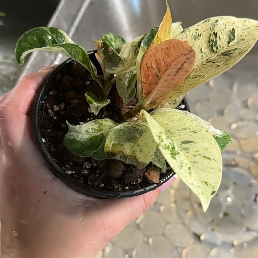 Ficus elastica 'Shivereana' plant with variegated leaves, some yellowing and browning, held in a small pot.