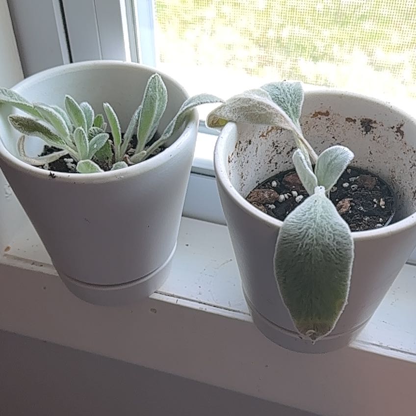 Two potted Lamb's Ear plants on a windowsill with healthy, fuzzy leaves.