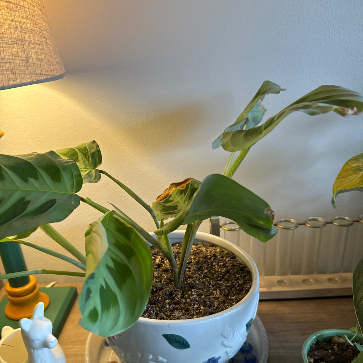 Prayer Plant in a white pot with some browning leaves and visible soil.