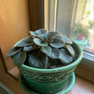 Kenyan Violet plant in Oshkosh, Wisconsin
