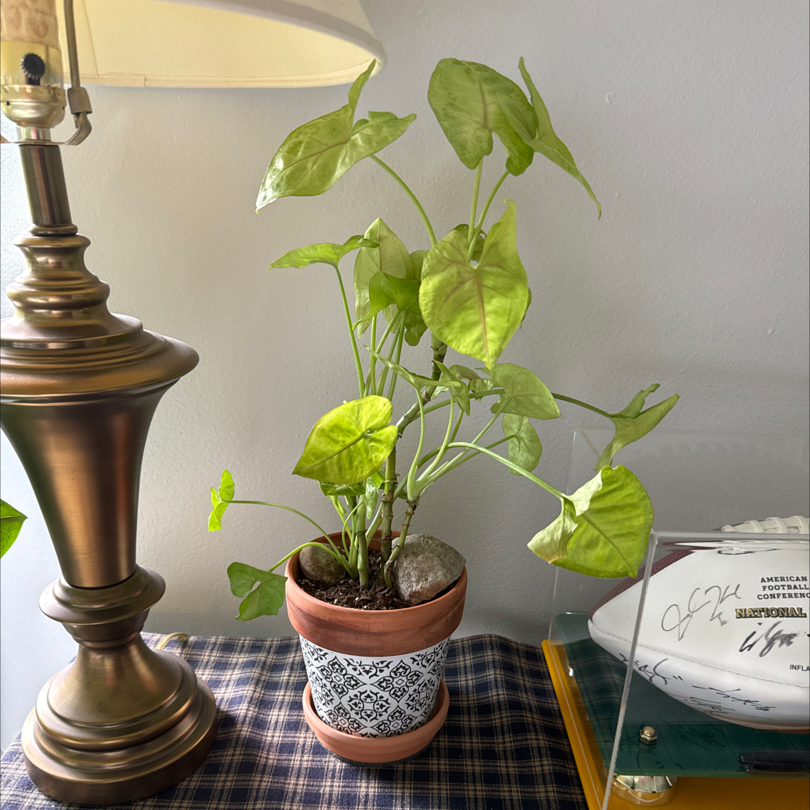 Pink Arrowhead Vine in a decorative pot on a table, appears healthy.