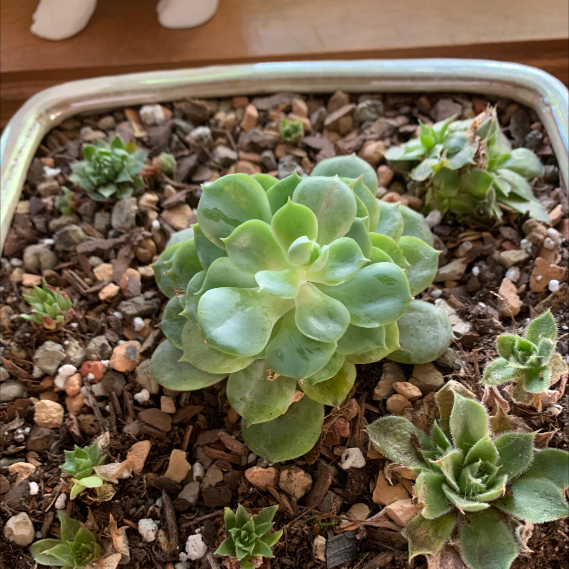 Echeveria 'Lime n' Chile' succulent in a pot with visible soil and smaller plants around it.