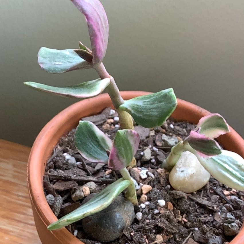 Variegated jade plant in a small pot with visible soil and pebbles.