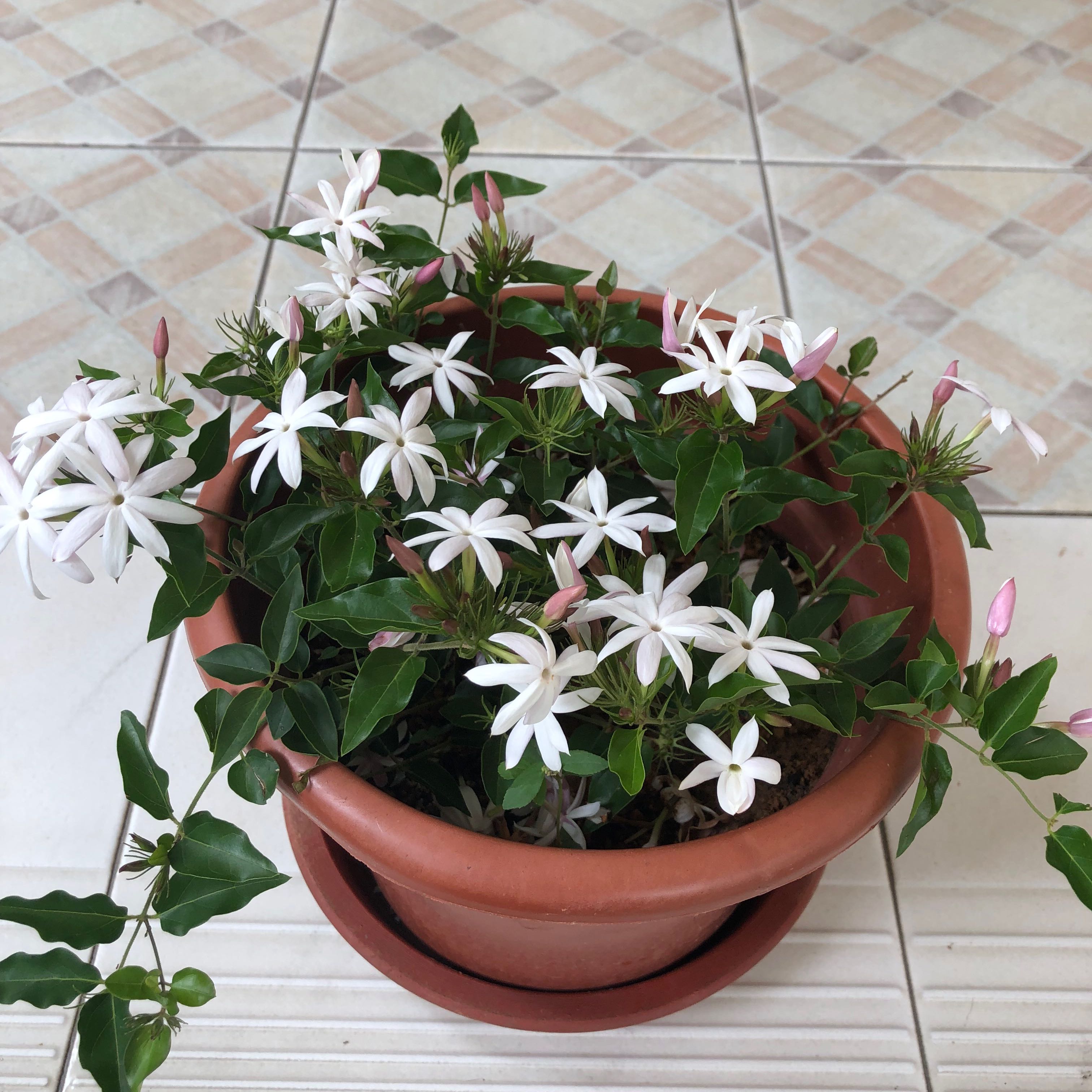 Photo of the plant species Winter jasmine by @GoodmanGardens named Kylie on Greg, the plant care app