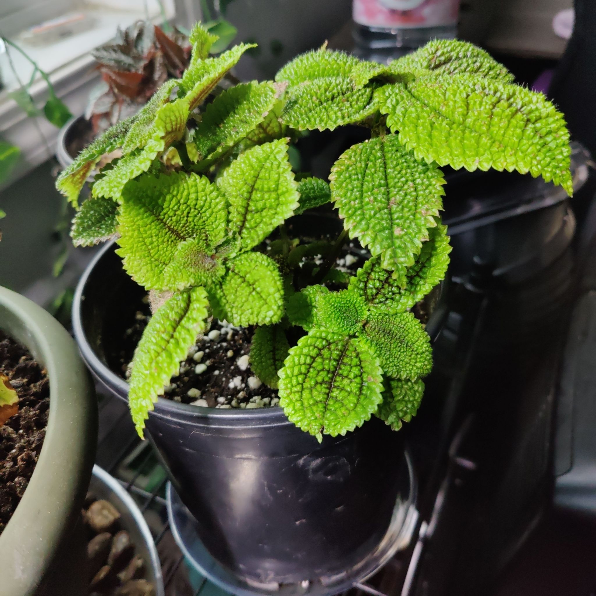Pilea 'Moon Valley' plant in a black pot with vibrant green leaves.