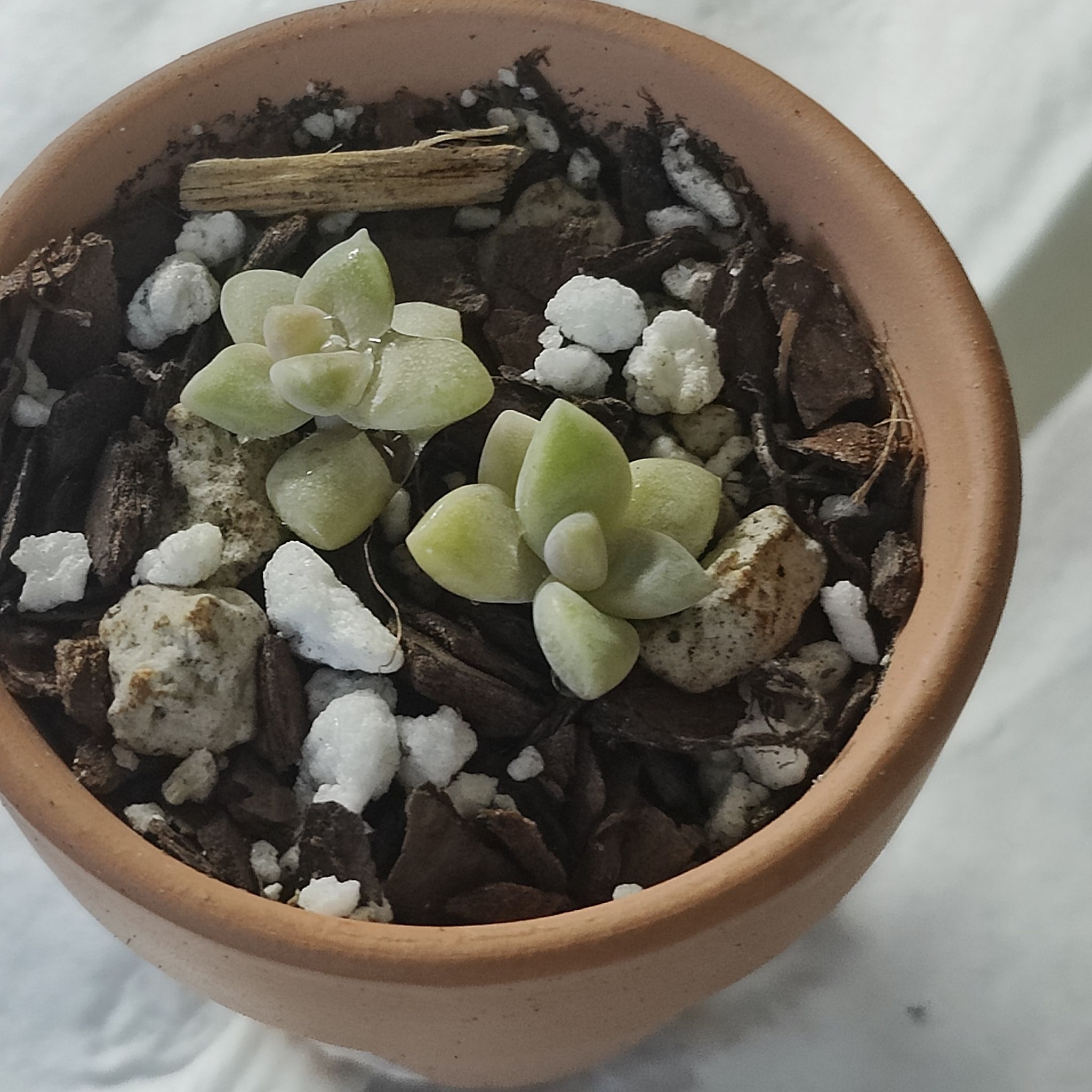 Potted Graptosedum 'Ghosty' succulent with two rosettes in well-draining soil.